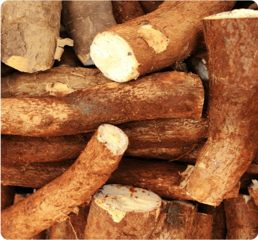 Cassava image