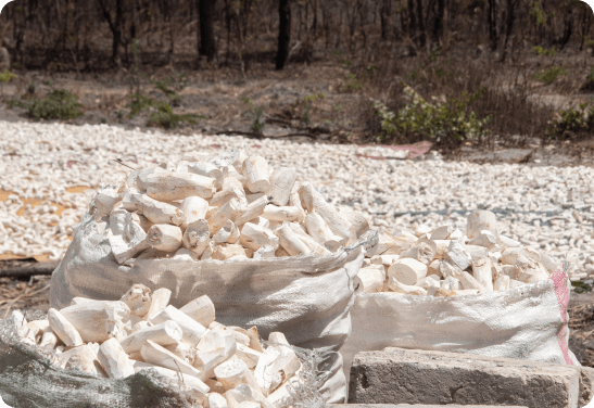 peeled cassava