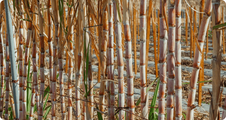 cassava-farm